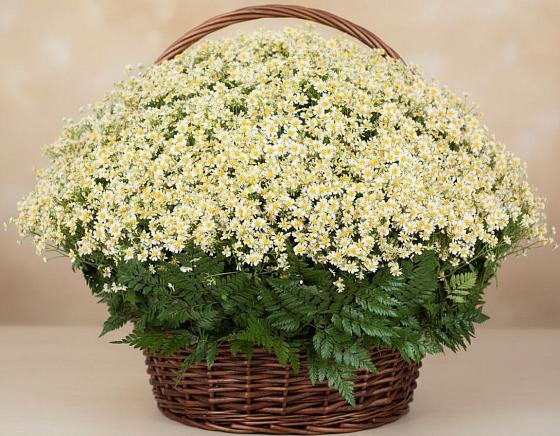 Цветочная композиция из Ромашки в корзине в Шаумянском